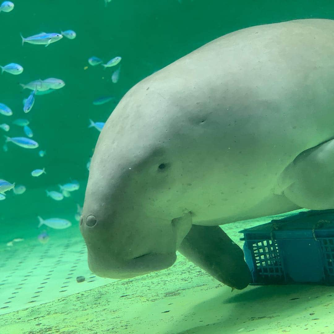 足立聖弥さんのインスタグラム写真 - (足立聖弥Instagram)「鳥羽水族館に行ってきた✨」12月30日 14時52分 - seiya020