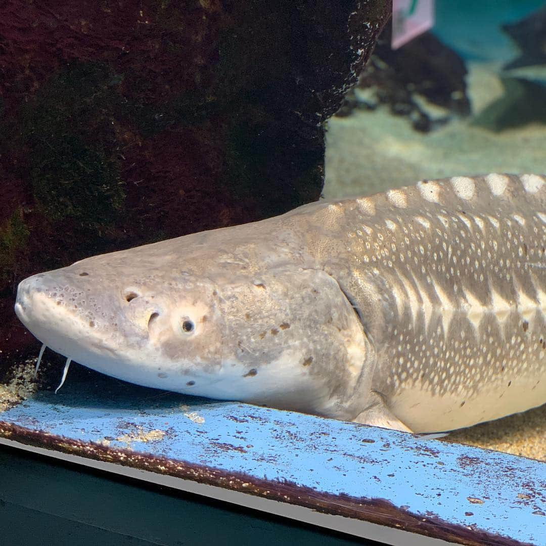 足立聖弥さんのインスタグラム写真 - (足立聖弥Instagram)「鳥羽水族館に行ってきた✨」12月30日 14時52分 - seiya020