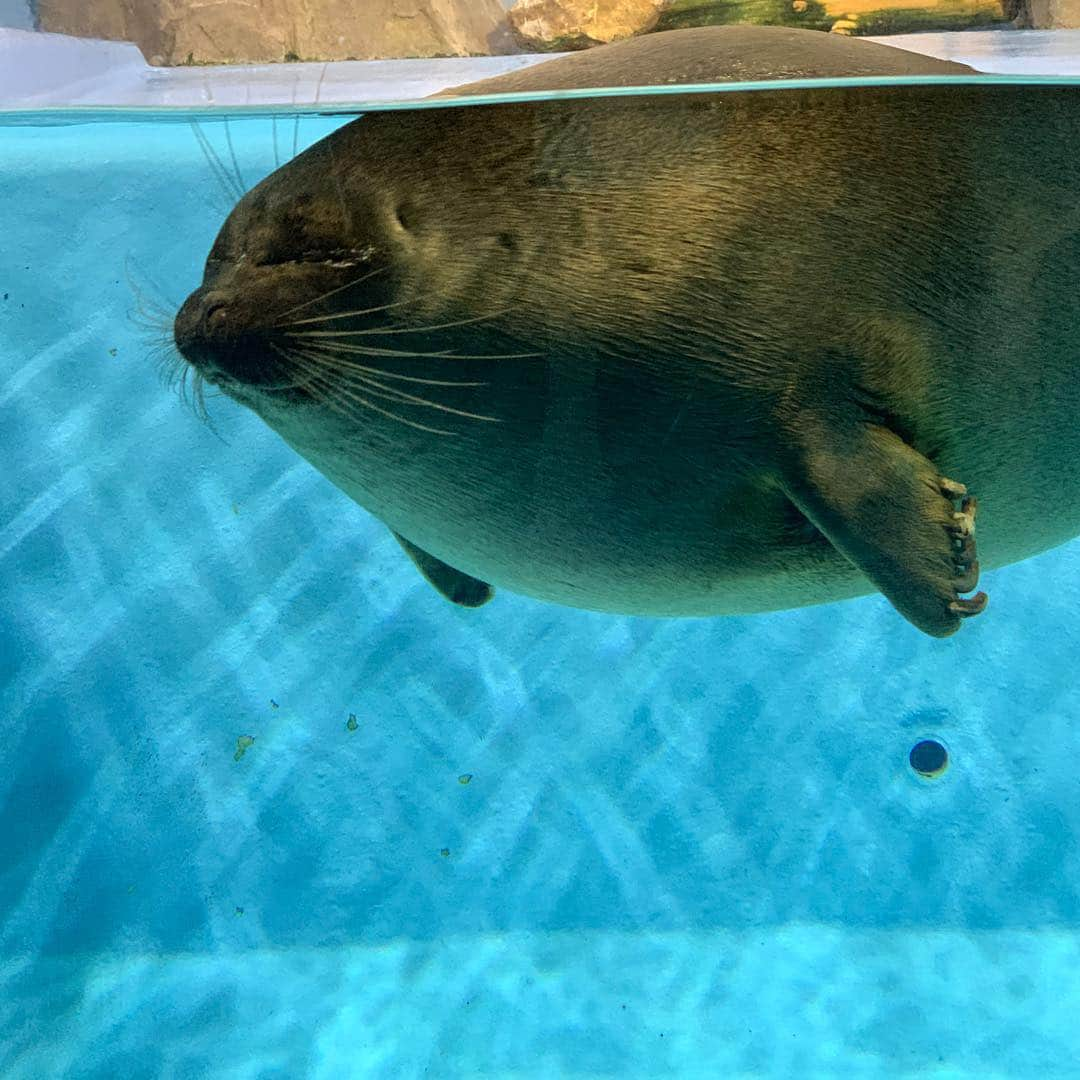 足立聖弥のインスタグラム：「鳥羽水族館に行ってきた✨」