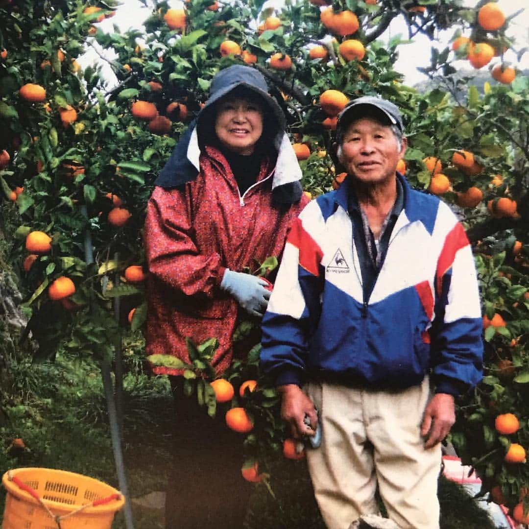 HARUKO（真木明子）さんのインスタグラム写真 - (HARUKO（真木明子）Instagram)「大分県南部の津久見市のみかん🍊. . 50年以上みかん栽培をしている内田さんから頂いた温州ミカン金峰❤️. . みかんは、ビタミンがすぐ取れるからお家にゴロゴロあると最高🍊 . ふるさと納税でもお礼品にラインナップされているので、是非❤️. . 段ボール一箱ペロリ❤️ #ありがとうございます #みかん#ふるさと納税#津久見市#大分県#急がねば#金峰」12月30日 16時01分 - haruko227