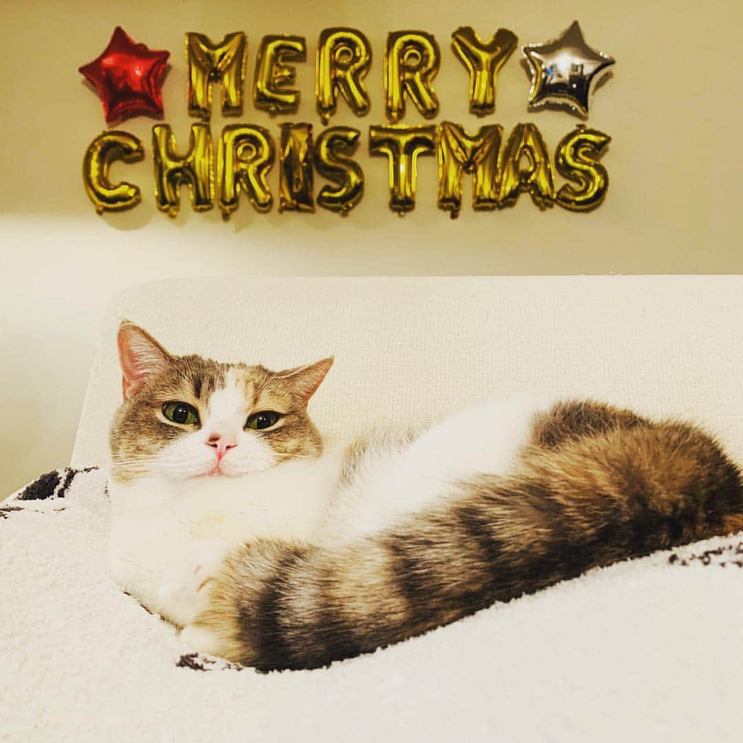 高橋みなみのインスタグラム：「こんな可愛い写真載せ忘れてた😭！ クリスマス終わっちゃったけど 載せます🎄🎁✨ #merrychristmas  #christmas  #cat #catstagram  #ふわもこ部  #マンチカン #cute  #love #happy」