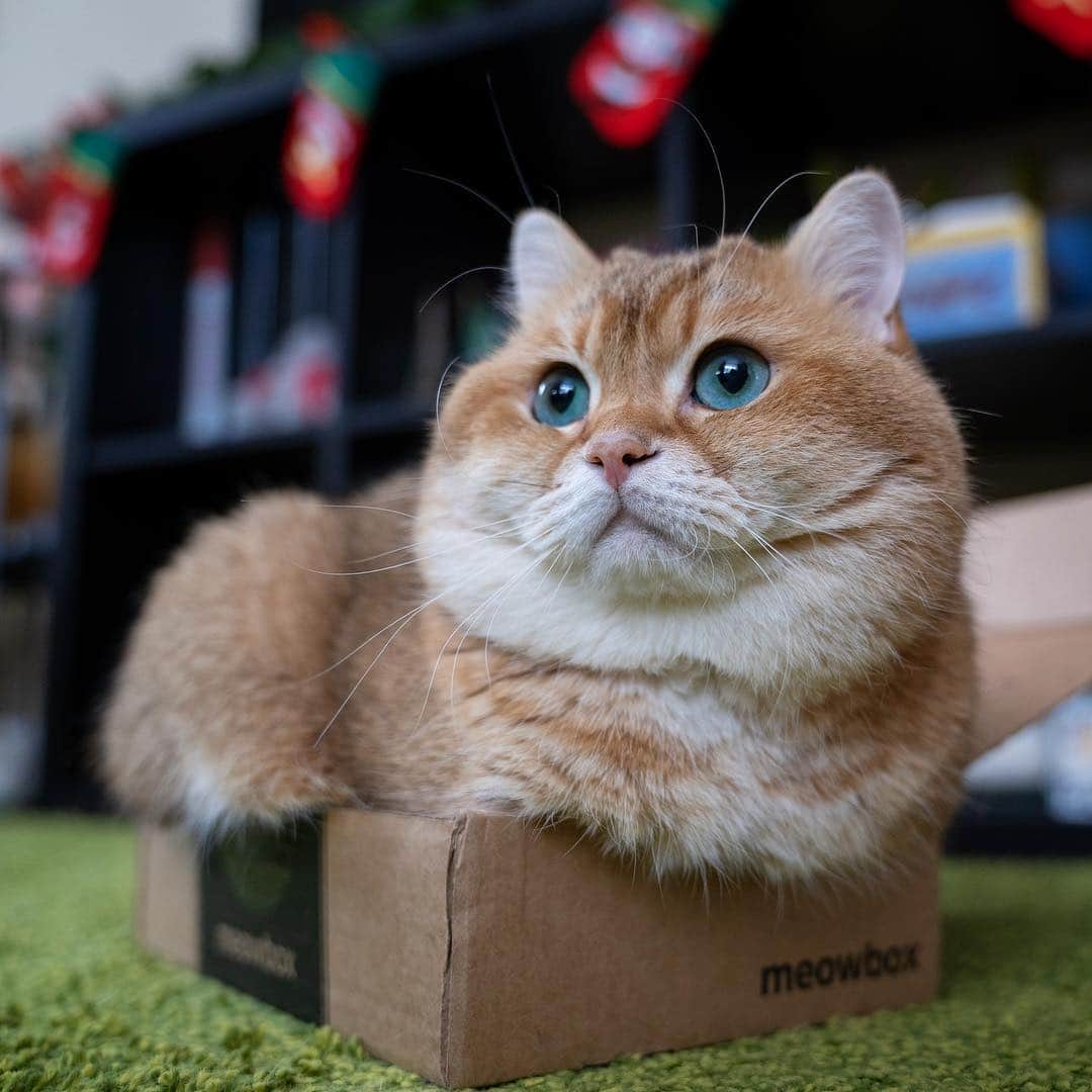 Hosicoさんのインスタグラム写真 - (HosicoInstagram)「Gift box 🎁」12月30日 17時02分 - hosico_cat
