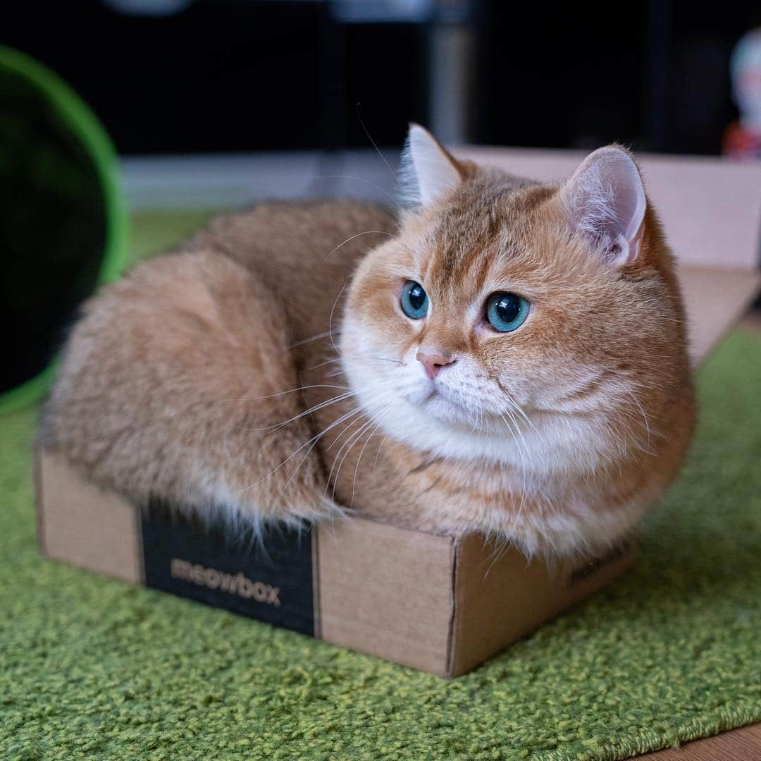 Hosicoさんのインスタグラム写真 - (HosicoInstagram)「Gift box 🎁」12月30日 17時02分 - hosico_cat