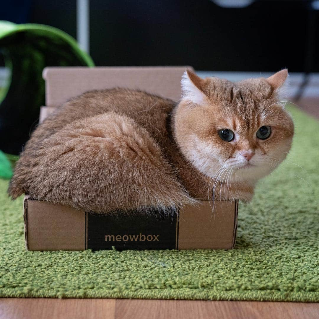 Hosicoさんのインスタグラム写真 - (HosicoInstagram)「Gift box 🎁」12月30日 17時02分 - hosico_cat