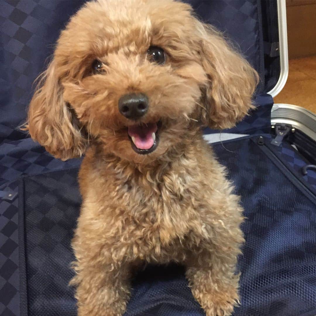 須黒清華のインスタグラム：「スーツケースに入れてみた🐶 すぐに出ていった…笑 . 戌年もあと数時間で終わり… 2019年も皆さんにとって素晴らしい一年でありますように🍀」