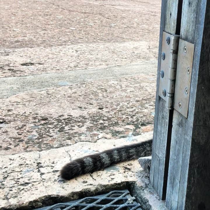 尚玄のインスタグラム：「My pouty friend. #Kitty #Cat #Traveling #WorldHeritage #世界遺産 #猫 #しっぽ」