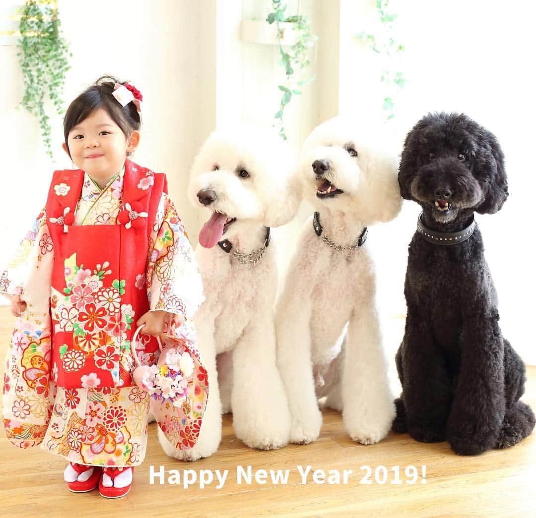 たまねぎさんのインスタグラム写真 - (たまねぎInstagram)「. . あけましておめでとうございます(o^^o) 今年も、孫バカ犬バカばんさいな年になりそうです（笑） みなさん、よろしくお願いします💕 . 今年のおせちは、母から。 老舗の料亭 亀松閣さんのおせち(o^^o) 綺麗〜♪美味しそう♪ . . #standardpoodle #dog #lovedogs #poodlesofinstagram #スタンダードプードル #大型犬と子供 #poodle #dogstagram #east_dog_japan #いぬのいる生活 #もふもふ部 #わんこ部 #子どもと犬 #kidsanddog #ママリ #キズナ #コドモノ #いこーよ #いぬのきもち #犬と暮らす #いぬなしでは生きていけません #あけおめ #ことよろ #おせち #亀松閣 #亀松閣おせち #ヨシダラボ」1月1日 3時29分 - tamanegi.qoo.riku