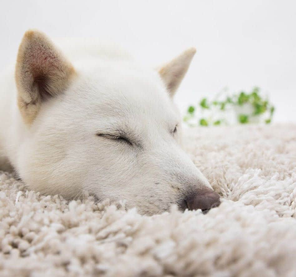 お父さん（白戸次郎）のインスタグラム：「. なんだか眠くなってきたぞ… 腹いっぱいだからか？ . おやすみなさい💤 . #白戸家 #白戸家のお父さん #お父さん #いぬすたぐらむ #dogstagram #instadog」