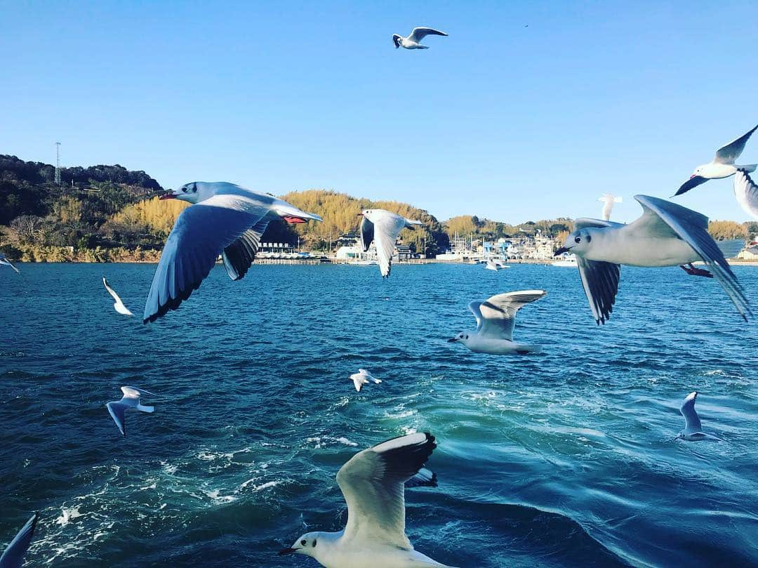 角田陽一郎さんのインスタグラム写真 - (角田陽一郎Instagram)「浜名湖遊覧船。シュールレアリスム絵画のようなカモメ。」1月1日 18時36分 - kakuichi44