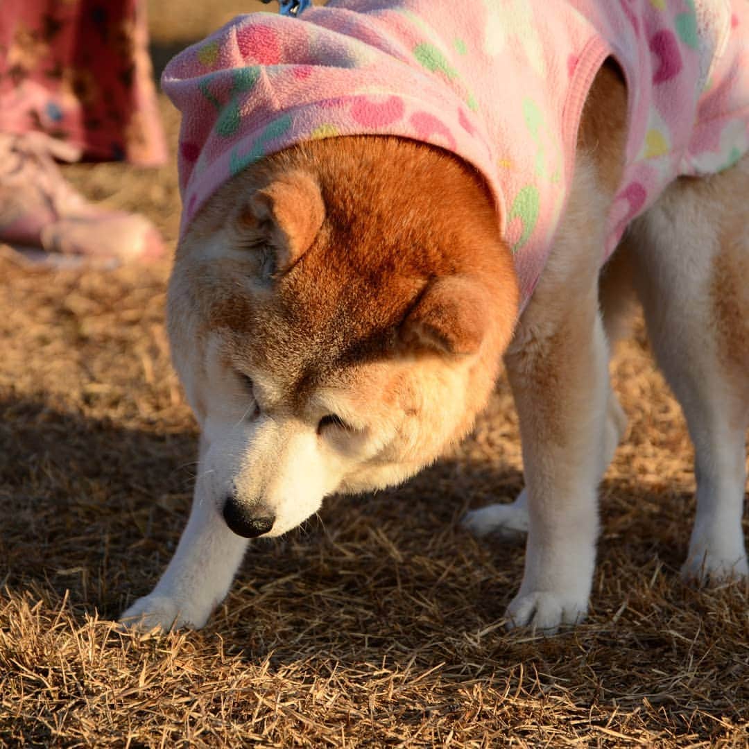 柴子さんのインスタグラム写真 - (柴子Instagram)「お正月からみんなが集まってくれましたw やまとくん、柴コちゃん、ナツくん、オークくん、ネネちゃん、そして柴子(仮名)。 やまとくんはお正月らしく着物での登場！  #柴犬　#shiba #shibastagram #お正月だよ柴祭り #ハッピイヌーイヤー」1月1日 23時44分 - senogawadogs