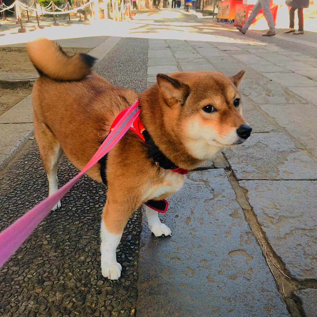 尾形貴弘さんのインスタグラム写真 - (尾形貴弘Instagram)「ミクの初詣  #柴犬大好き #柴犬マニア  #愛犬  #しばいぬ  #しばいぬ大好き  #shibainu  #shibastagram  #shiba_snap  #いぬ  #dogstagram  #犬ばか部  #いぬばか部 #ミク #三九 #ママリ #ベビフル #パンサー尾形 #赤ちゃん #赤ちゃんのいる暮らし #赤ちゃんと犬 #生後9ヶ月 #サンキュー」1月2日 9時23分 - miku3_miku_9