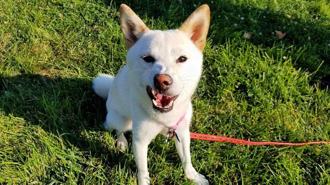 Tofu The Shibaのインスタグラム：「It’s not even 24hrs into 2019 and you’ve already failed at eating healthy. I see you. Jk. You start the year off being happy. ^__^」