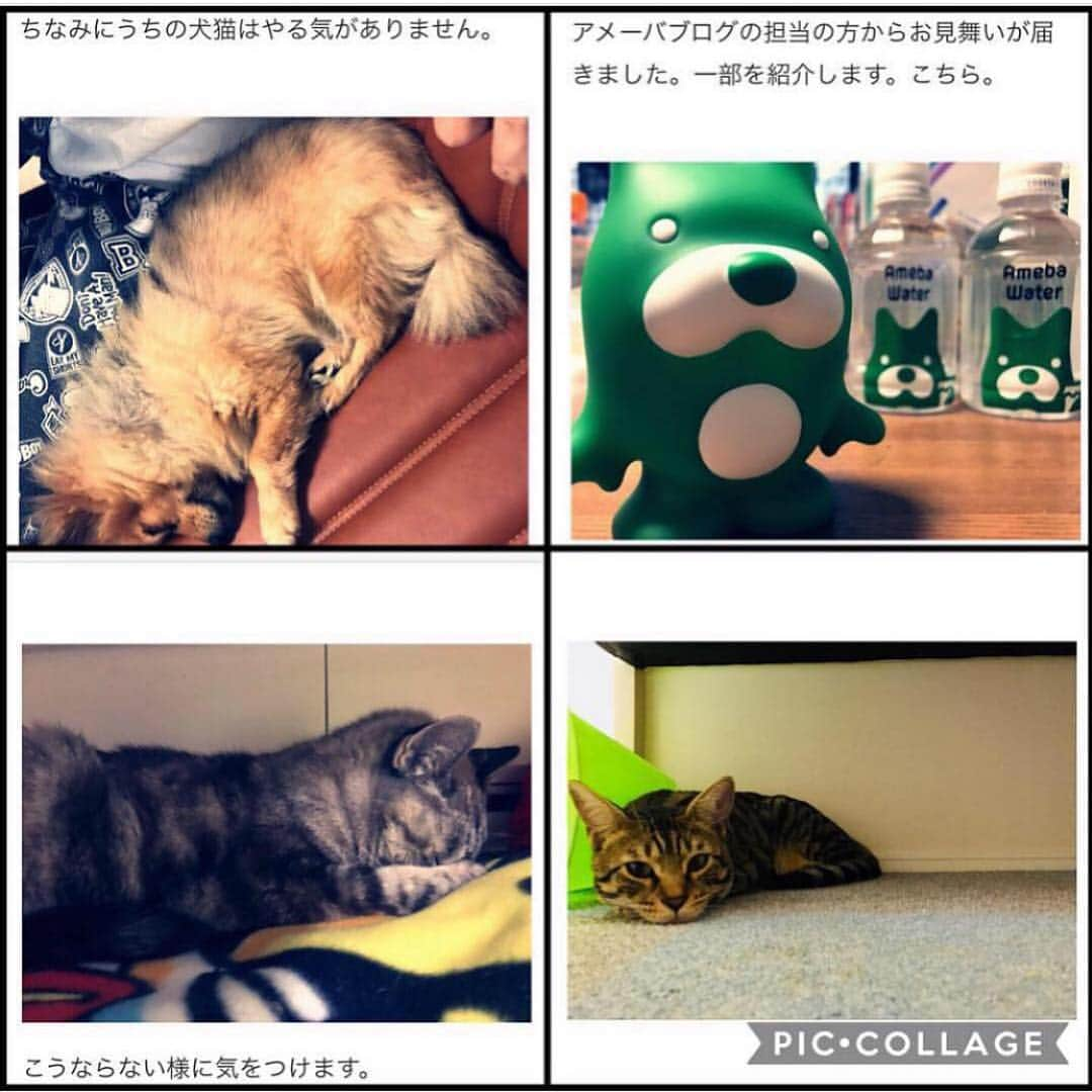 misoNosukeさんのインスタグラム写真 - (misoNosukeInstagram)「↑ . Nosukeのofficial blogより♪ . ココに（今年は）愛犬のポロリがいないのは、悲しいけど… . abemaくんっていう、新入りもいます（笑） . #misono #Nosuke #misonosuke  #オカン の #猫 と #オトン の #弁Nosuke と #愛犬 #キャンディー #ameba  #abema  #ポロリ のいない #2019 年」1月3日 1時00分 - misono_koda_official