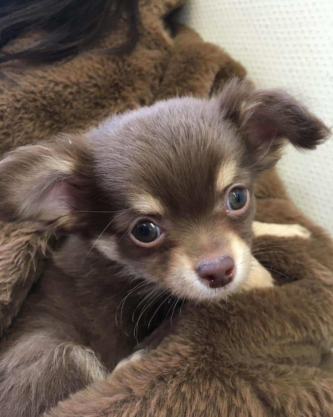 のインスタグラム：「・ ・ ・ 縁があり新しい家族が増えました🐶 ・ ロッキーの弟分のショコラです🐶 これからたくさん登場すると思うので 可愛がってくれたら嬉しいです😆 ・ チワワのチョコタンだよ〜🐶 ・ My new family🐶 His name is Chocolat🍫 ・ #mynewfam #mydog #chiwawa  #chocolat #lovedog #socute  #チワワ #ショコラ #かわよい」