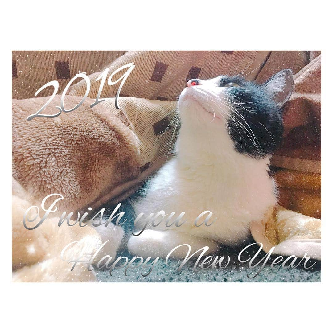 みはとさんのインスタグラム写真 - (みはとInstagram)「2019年 あけましておめでとうございます。 皆様、本年もどうぞ よろしくお願い致します。 ・ お正月、ビビさんも連れて 実家でまったりです。 ・ ・ 今年はビビさんと一緒に ライブ配信でもしてみようかと思っております🐾 ・ あとはもう やりたいこと全部 遠慮せず余計な事考えすぎず やっていけたらいいな。 ・ ・ 皆様にとって 笑顔溢れる素敵な1年になりますように✨ ・ ・ #2019 #新年 #楽しみましょう💓」1月2日 20時13分 - m2.13.0