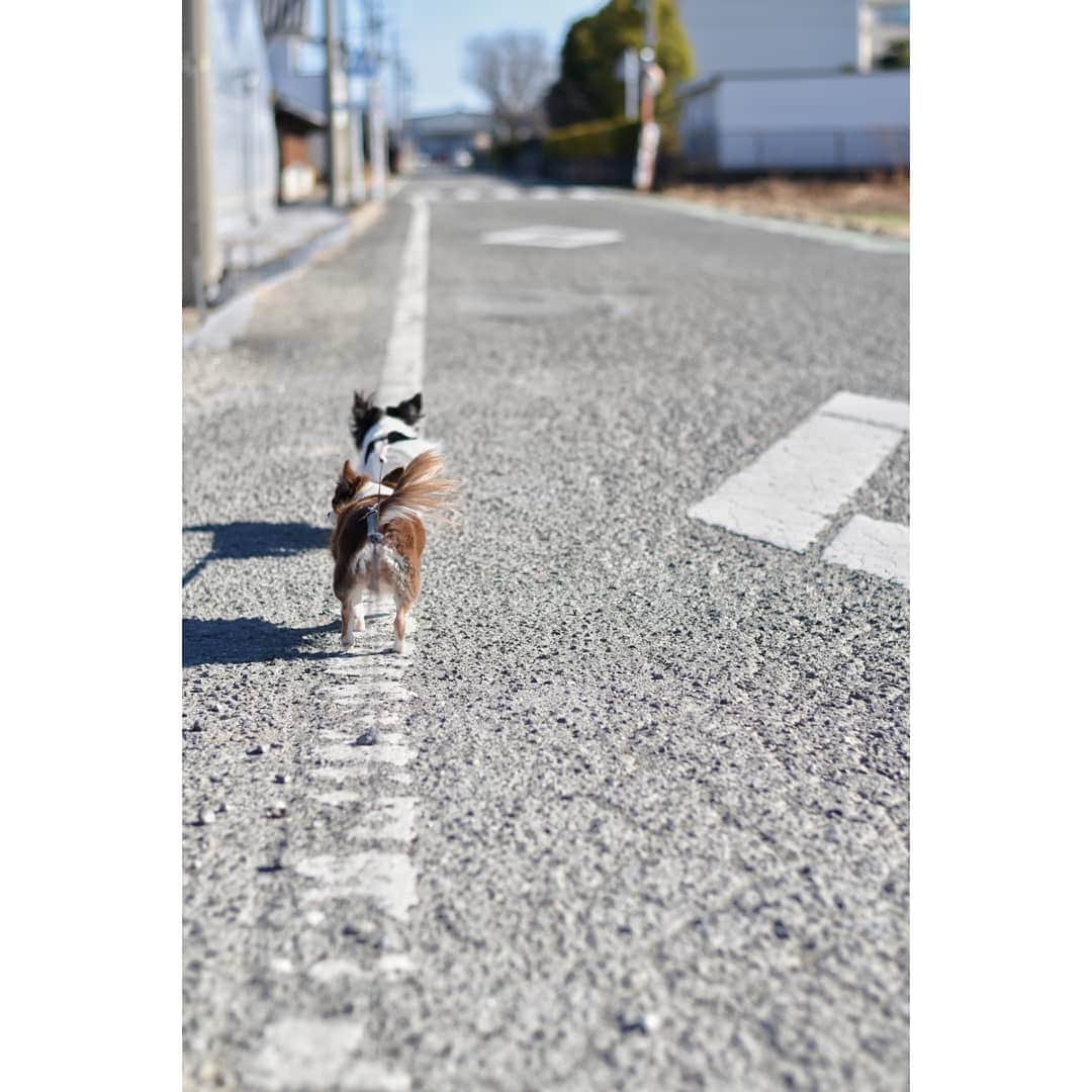 峯岸伽奈のインスタグラム：「. . .  サイズ違ったのでもう1枚…  #おさんぽ #チワワ #影も愛おしい  #田舎 #愛犬 #nikon  #nikond5600」