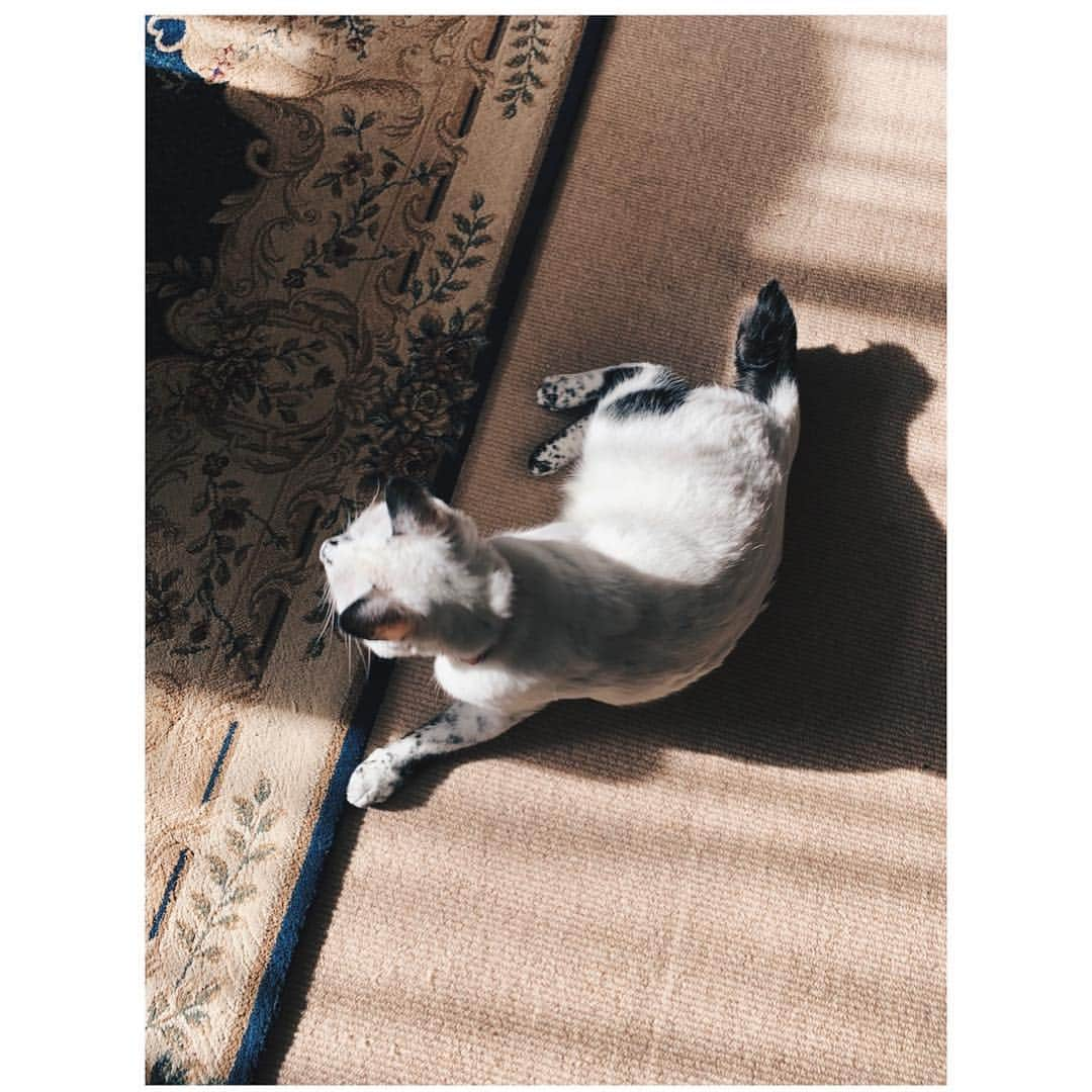 久保田紗友さんのインスタグラム写真 - (久保田紗友Instagram)「ここちゃん 🐈 初詣、大吉でスタートダッシュ成功しました」1月2日 21時40分 - kubotasayu