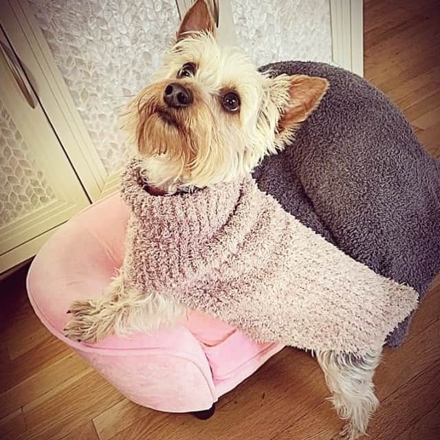 ベアフットドリームスのインスタグラム