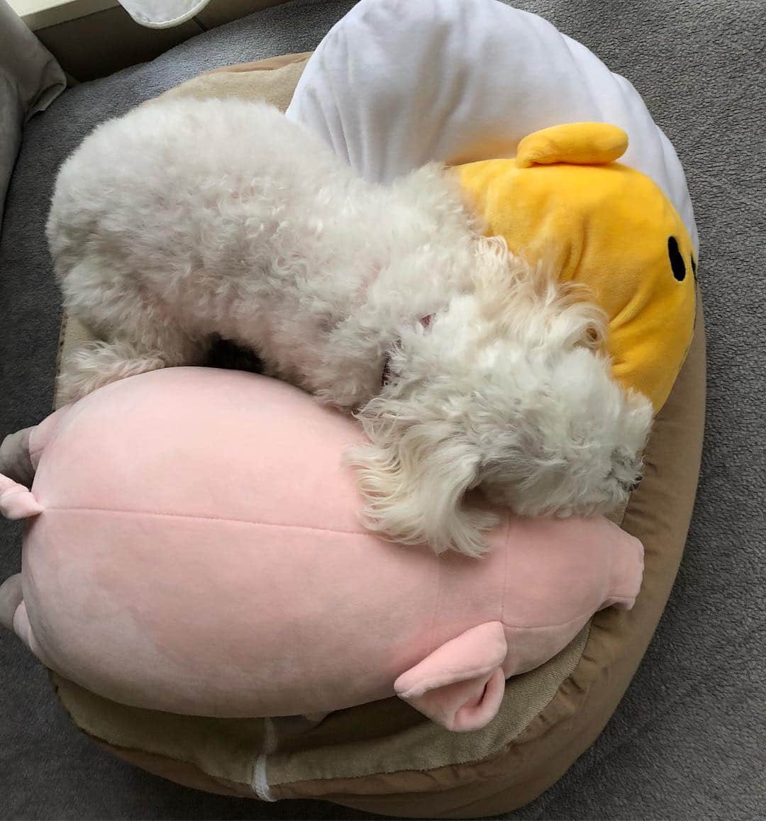 相武紗季のインスタグラム：「遅ればせながら、明けましておめでとうございます😊皆様にとって良き一年になりますように✨本年もよろしくお願いいたします✨✨ 写真は溶けたみゅー🐶今年も元気にすごしてくれますように🙌💕」