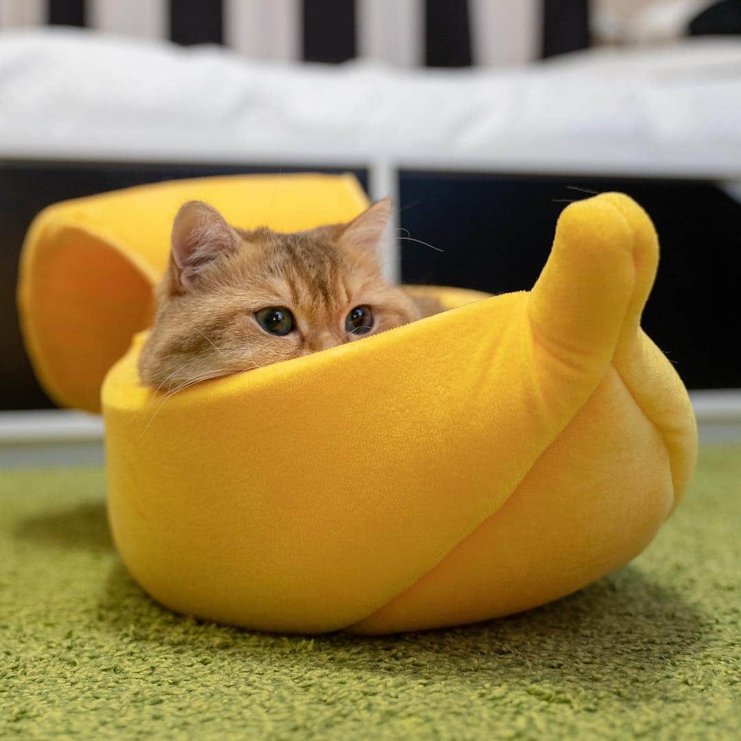 Hosicoさんのインスタグラム写真 - (HosicoInstagram)「If you really want to impress a girl, you need a bigger banana 💛😺」1月3日 17時04分 - hosico_cat