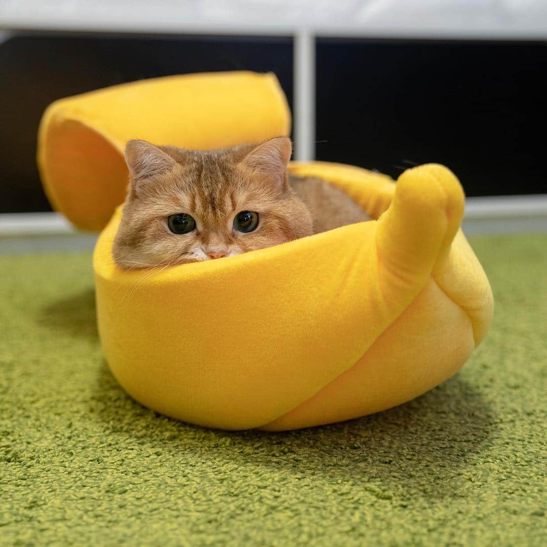 Hosicoさんのインスタグラム写真 - (HosicoInstagram)「If you really want to impress a girl, you need a bigger banana 💛😺」1月3日 17時04分 - hosico_cat
