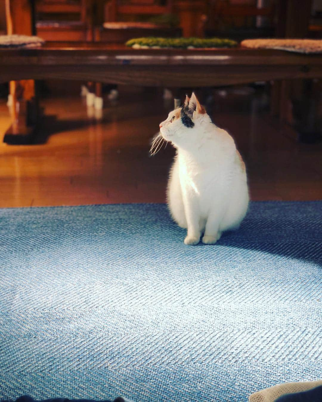 Kajiko Kajikawaさんのインスタグラム写真 - (Kajiko KajikawaInstagram)「#うし と言う名の #猫。 . 今日からは、オバさん猫2匹と、オバさんとおばあさんの4人静かな時間。  #ぬこ #ぬこ様 #猫 #🐱#cat #cats #catstagram #ねこすたぐらむ . #あけましておめでとうございます」1月3日 17時56分 - kajikoo