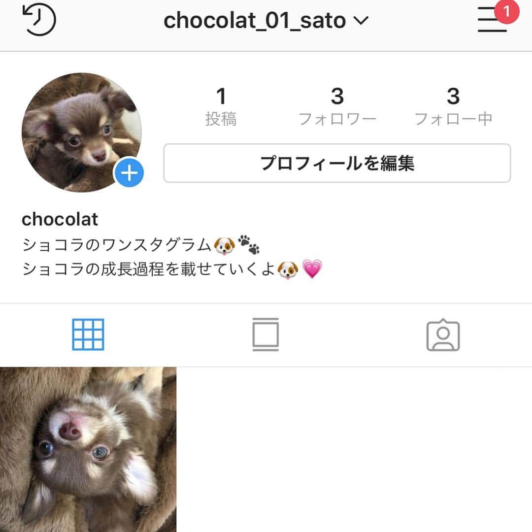 のインスタグラム：「・ ・ ・ ショコラのアカウント作りました🐶  可愛い写真いっぱい 載せていく予定です💗 よかったらフォローしてね💗💗 ・ ・ ・ #チョコタンチワワ  #ショコラの成長日記🐶」