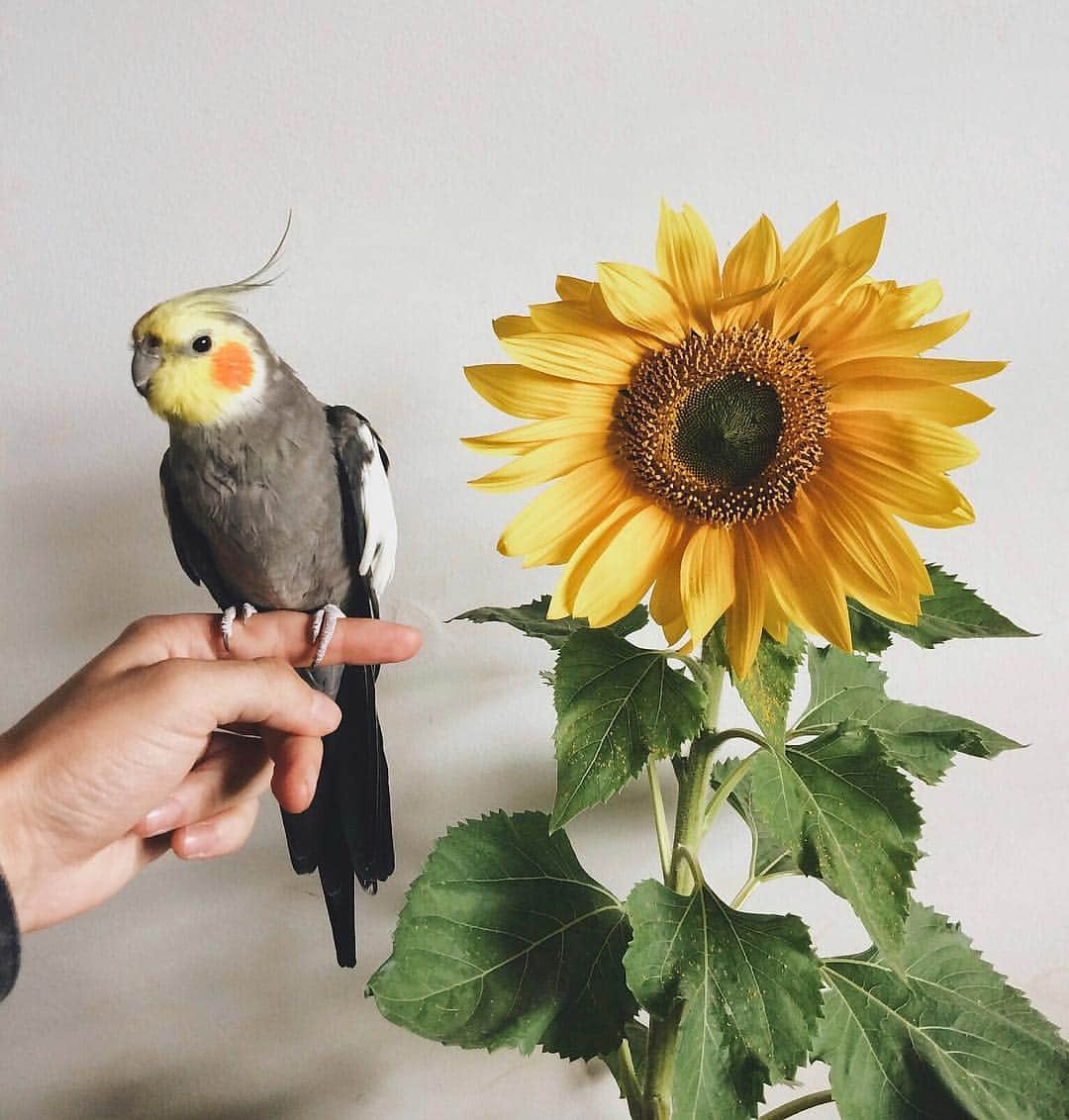 Jackさんのインスタグラム写真 - (JackInstagram)「🌻✨🌻」1月4日 6時00分 - jackthecockatiel