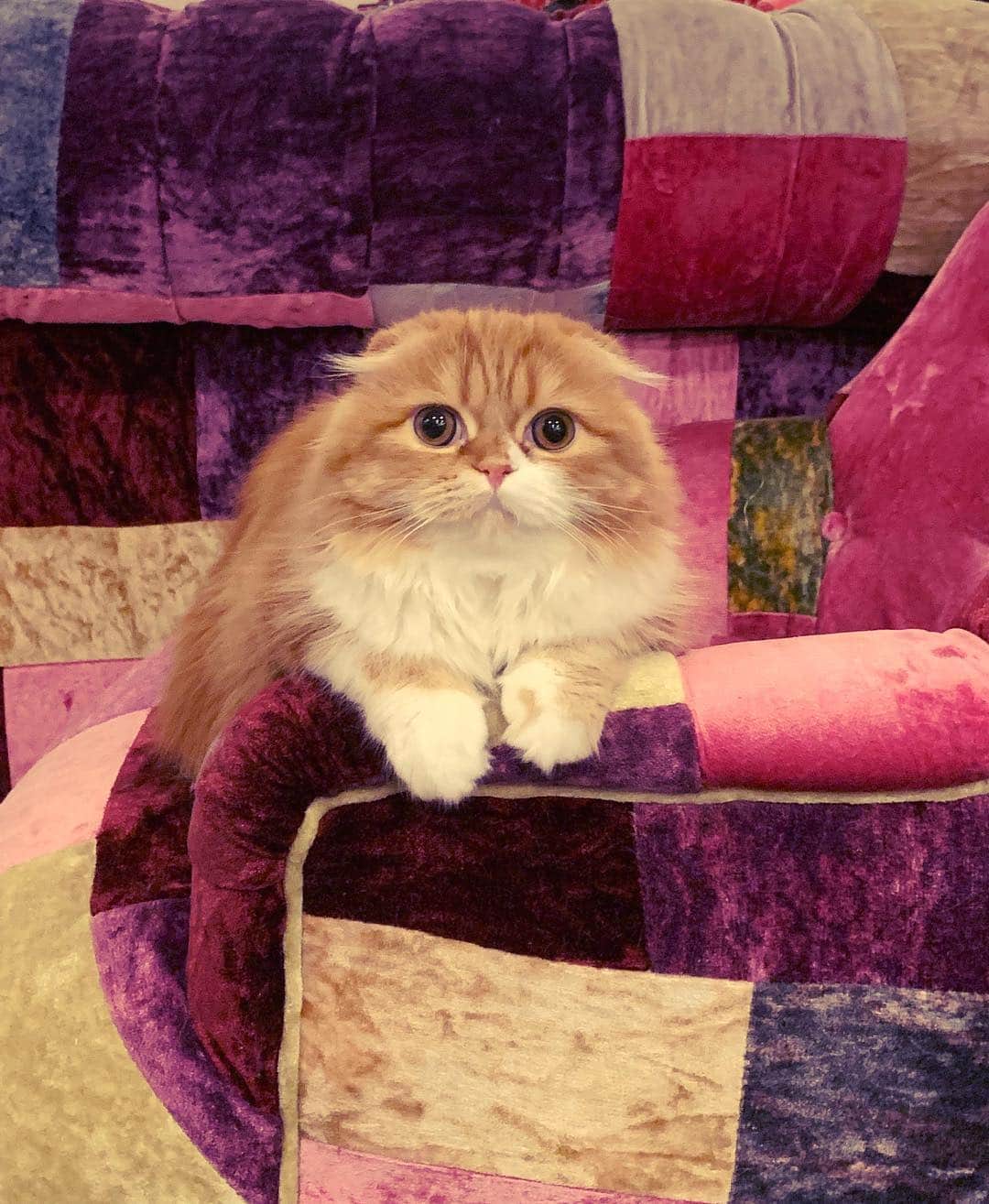 HIKAKINのインスタグラム：「ウチのぬしです。  #もふこ #猫 #もっちゃん #仙人みたいだけど女の子」