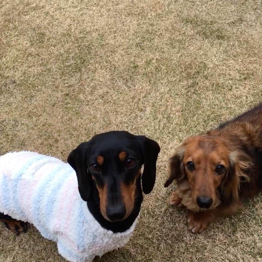 のインスタグラム：「＊ ココちゃん . ピーちゃん . ワンチャン達の食事って . めちゃくちゃ大事🐶 . 魚が主原料の . グレインフリーの食事です。 . やっぱり添加物がないのを . 選びたい！ . いつまでも元気でいてほしい。 . . @fanimal_official . . ------------------------- .  #リズムヘルシーウェイト  #ワンチャン #ワンチャンのいる生活  #短足  #ダックス」