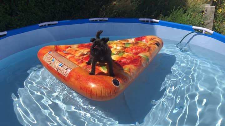 Digby & Aloのインスタグラム：「Guess who got a shitty portable pool? 😂😂」
