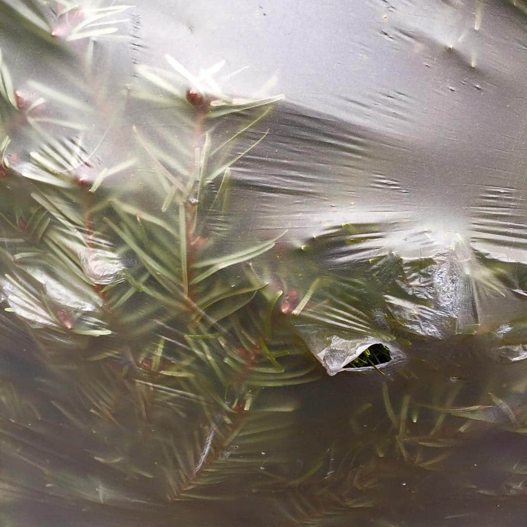 ジェニファー・ビールスさんのインスタグラム写真 - (ジェニファー・ビールスInstagram)「There's nothing quite like a discarded #Christmas tree wrapped in plastic to evoke a particular breed of melancholy. I want to free them all.」1月4日 10時51分 - thejenniferbeals