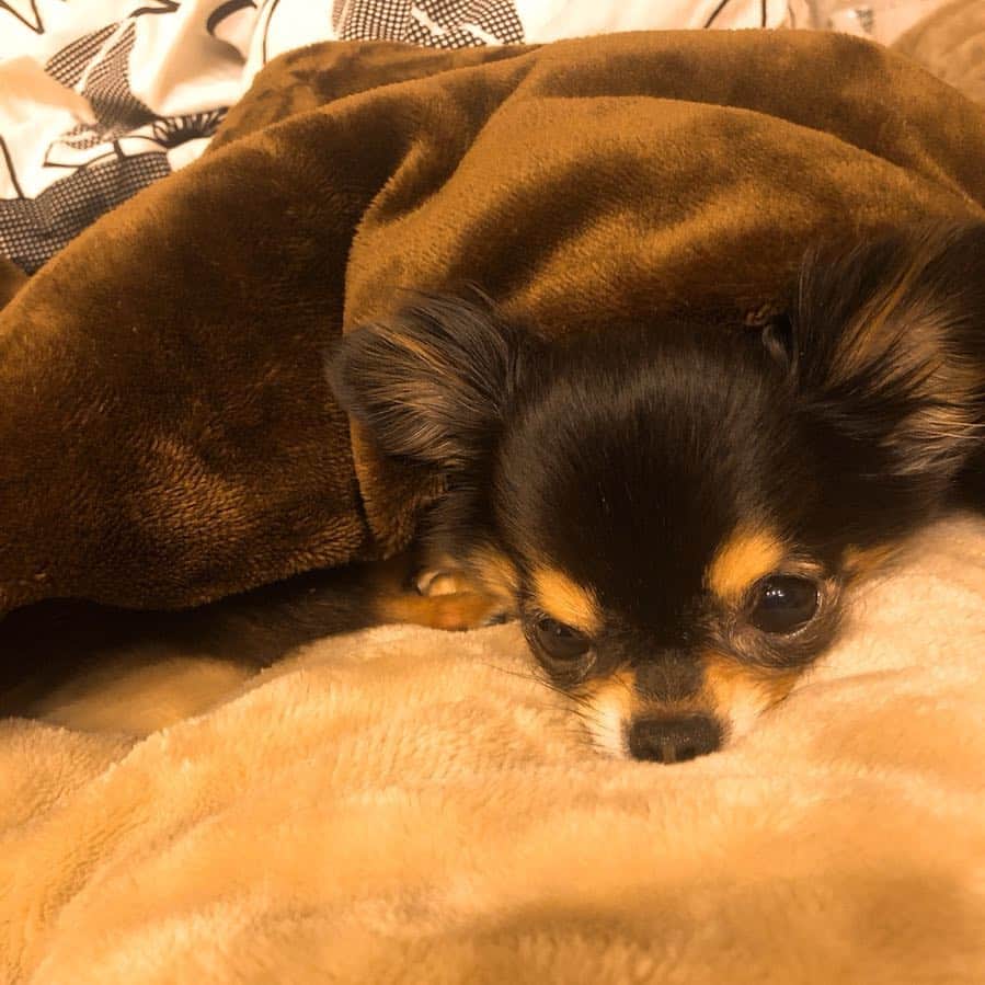 梅田悠のインスタグラム：「朝起きて隣にこれはたまらん🤤🤤🤤 #Uluさん #愛犬 #チワワ #ブラックタン」