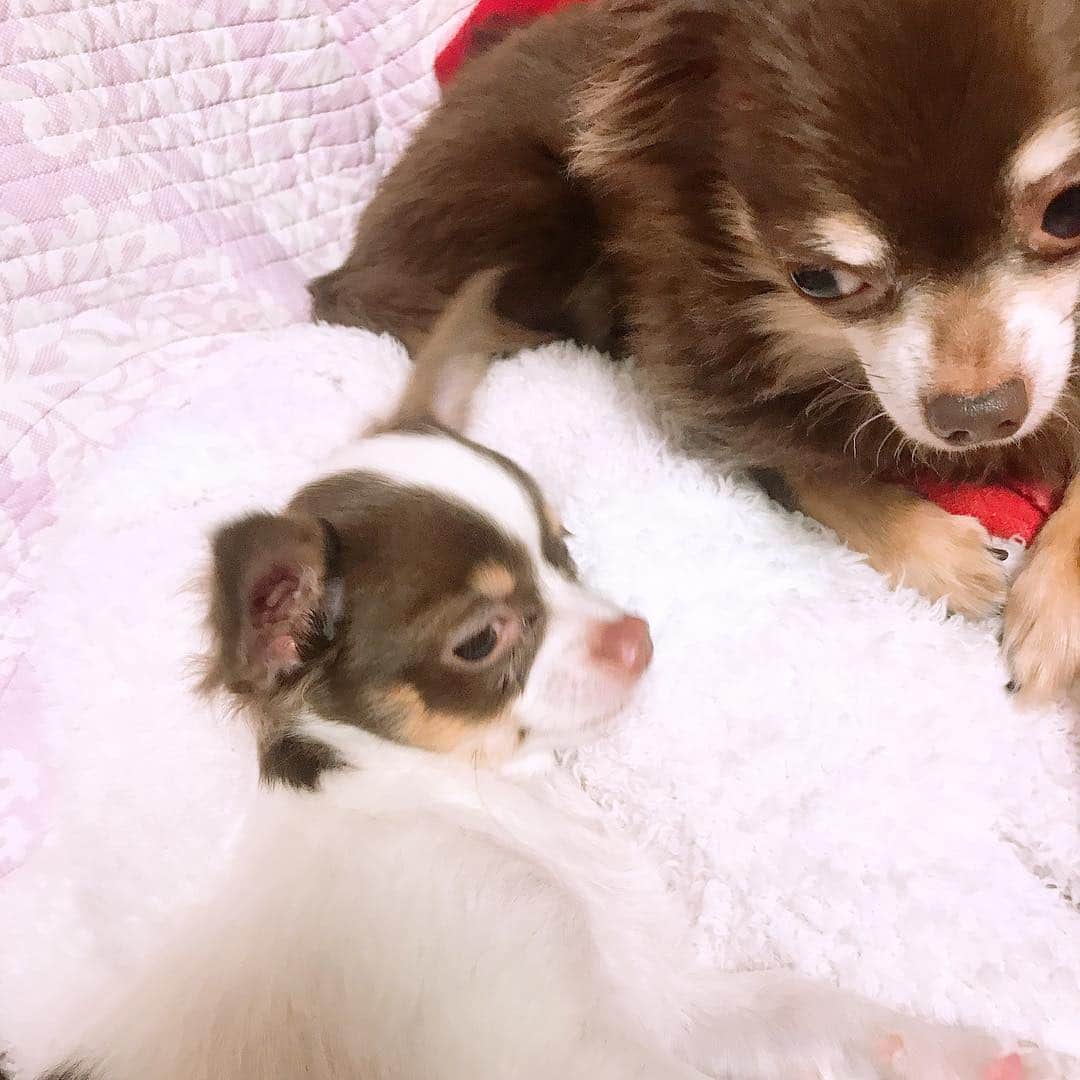 よきゅーんのインスタグラム：「毛玉の初幼稚園(ハイド同伴)から帰宅。少しだけ距離縮まったかも…！」