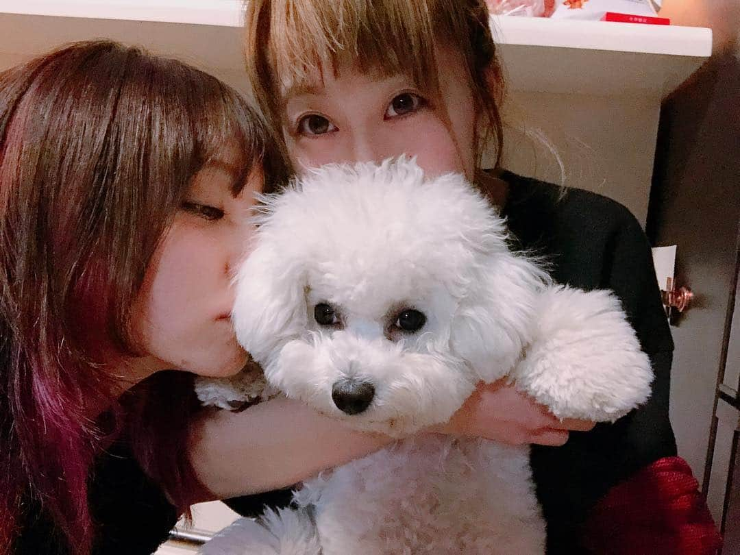 LiSAさんのインスタグラム写真 - (LiSAInstagram)「しらたまとお正月🎍🐶 #もこもこのもぐもぐたいむ #ビションフリーゼ #あふろになぁれ #遊びすぎてくろたまになったのでじゃばじゃば洗ってしらたまに戻した」1月4日 21時37分 - xlisa_olivex