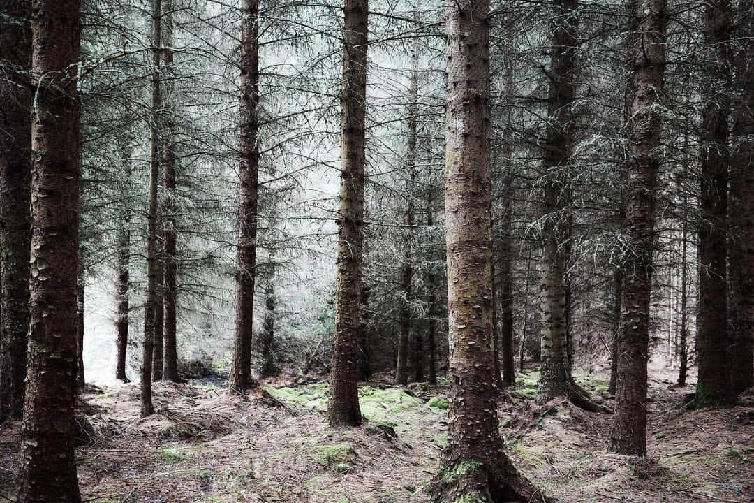janskeのインスタグラム：「• and into the forest I go, to lose my mind and find my soul • #johnmuir •」