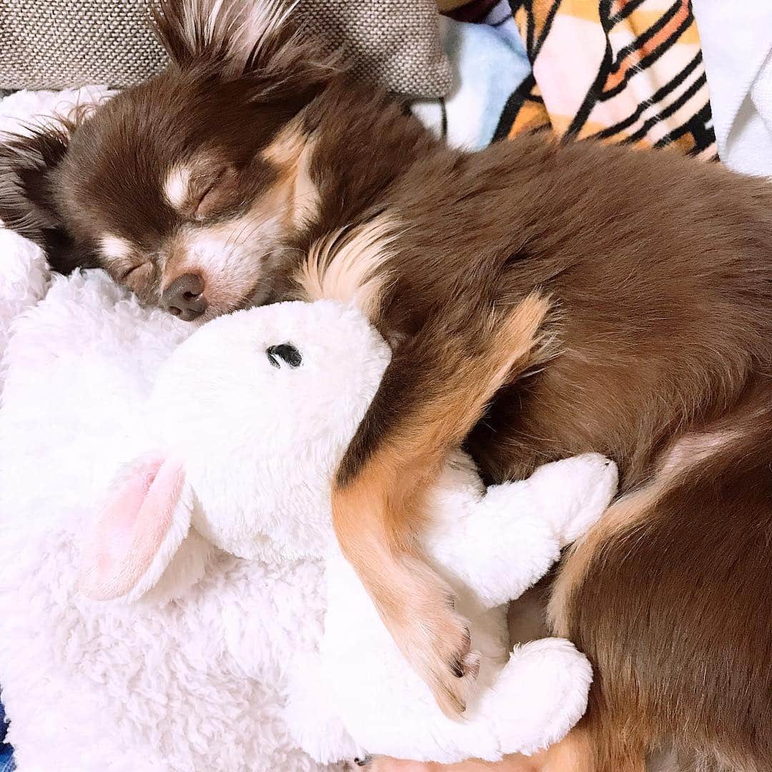 よきゅーんのインスタグラム：「うさちゃんを抱いて寝る7ハイド氏🌙✨」