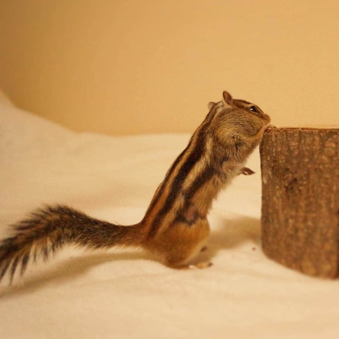 ビッケ & トッドさんのインスタグラム写真 - (ビッケ & トッドInstagram)「#Tod Using his tail for balance.  尻尾の使い方-バランス編-  #chipmunk #シマリス」1月6日 8時23分 - bikke_the_chip