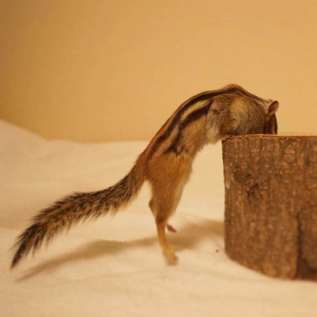 ビッケ & トッドさんのインスタグラム写真 - (ビッケ & トッドInstagram)「#Tod Using his tail for balance.  尻尾の使い方-バランス編-  #chipmunk #シマリス」1月6日 8時23分 - bikke_the_chip
