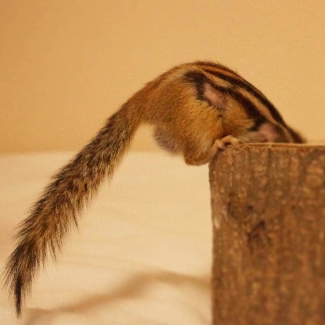 ビッケ & トッドさんのインスタグラム写真 - (ビッケ & トッドInstagram)「#Tod Using his tail for balance.  尻尾の使い方-バランス編-  #chipmunk #シマリス」1月6日 8時23分 - bikke_the_chip