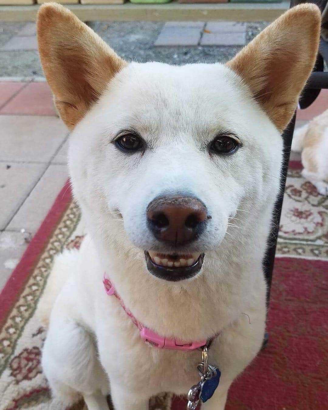 Tofu The Shibaのインスタグラム：「Happy Saturday!」