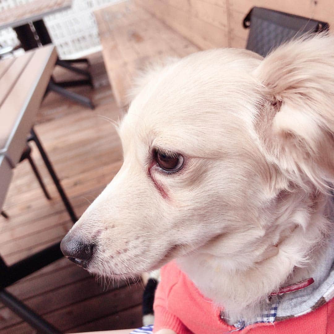 早乙女めるのインスタグラム：「久しぶりに ランチ～(●´ω`●)☆彡  東京から ほんと 来てくれて嬉しみ🙆‍♀️💗 しゅきみー( ⸝⸝•ᴗ•⸝⸝ )੭♡  #instagram  #instagood  #instalike  #instafood  #ランチ #沖縄 #okinawa  #まろんくん🐶 #犬」