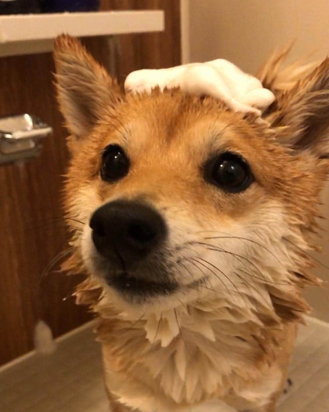 豆柴にこちゃんさんのインスタグラム写真 - (豆柴にこちゃんInstagram)「🐶shower  time🛀 今日病院でもらったシャンプーで おしりを洗うため、 にこの嫌いなお風呂へ🚿 . 1枚目 頭にホイップクリームやろうとしたけど、 ただの銭湯の手ぬぐいおじさんに。 . 2枚目 お風呂入れた時の体の震えハンパない😱 . 3枚目 シャワーヘッドをなるべく体にあてて、 シャワー音を軽減。 . 4枚目 まだガクブル😨 . 5-6枚目 シャンプーで体ゴシゴシされるのは好きで、 この頃には震えがおさまった😉 . 7枚目 終了❣️脚も震えてないし、 よくがんばりました✨ . 8枚目 その後、私が入浴中の留守番モニター映像。 . お風呂入れられたことにキレてる😤 リビングから、おじさんが痰吐いてる みたいな声がしたから パパが帰ってきたのかと本気で間違えた🤣 . パパおでかけ中につき、 一人で撮影したので映像ブレブレですみません . #柴犬#豆柴#pecoいぬ部#犬#わんこ#まめしば#west_dog_japan#犬#todayswanko#ここ柴部#shibainu#dog#mameshiba#pecotv#dog#いぬのきもち部#しばいぬ#しばけん#こいぬ#シバイヌ#いぬ#イヌ#赤柴#マメシバ#ペット#日本犬#子犬」1月6日 22時07分 - nikochan.mame48