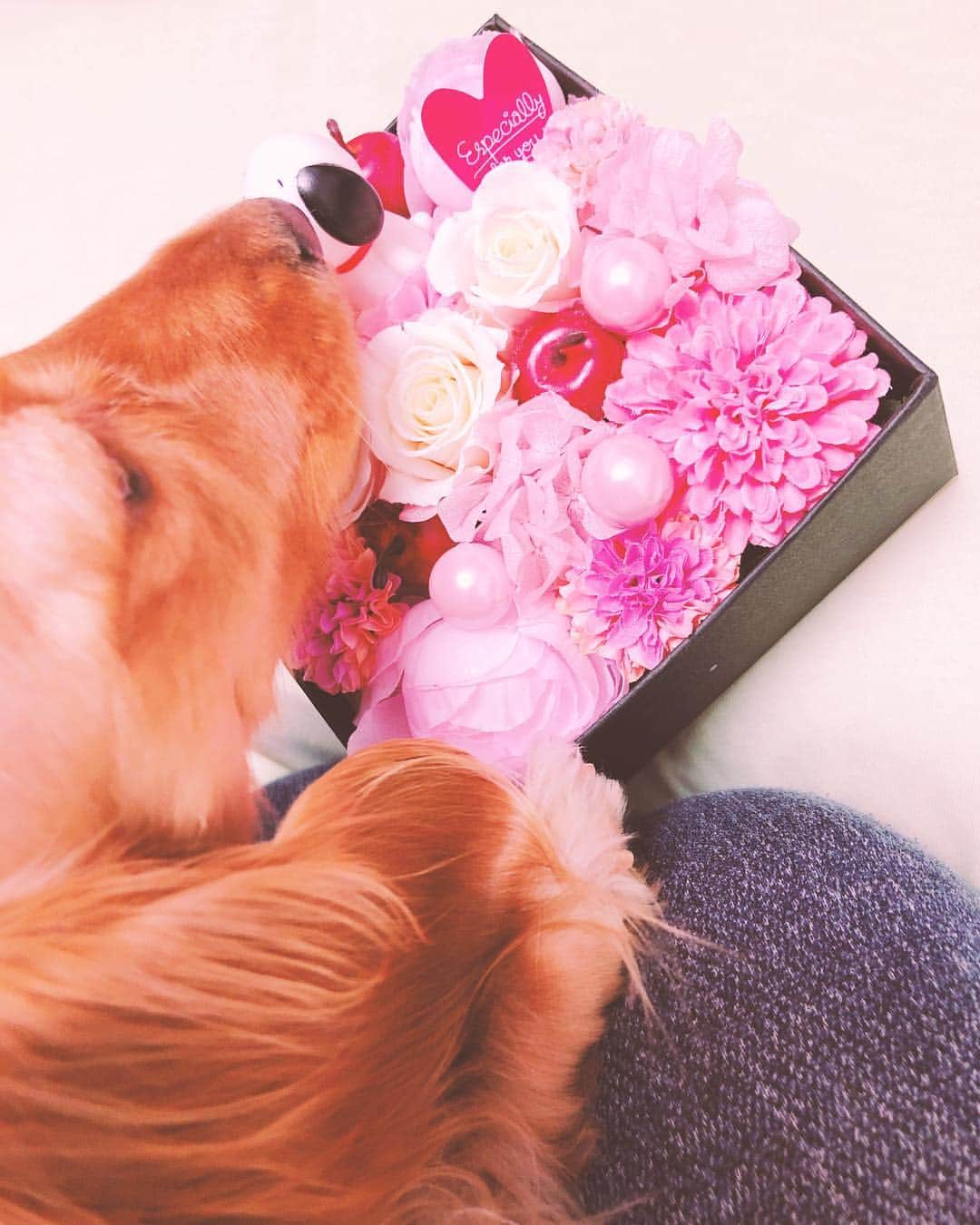 のインスタグラム：「大切にしてるブリザードフラワーのお手入れした🌹🌷✨✨🐶 . . . ドライヤー弱あててほこりとか綺麗にしとくと長持ちするみたい🐶😊 . . #お気に入り #スヌーピー #花 #ブリザードフラワー　#ゆうたむの犬🐶」