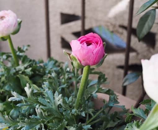 奥薗壽子のインスタグラム：「ラナンキュラスは、花が開くまでの時間が最高にワクワク♪少しずつ少しずつ花が開いていくので、そのちっちゃな変化を楽しめるのがいいですね。今日もまた少し開きました😊💕 ＊ #花 #花のある暮らし #ガーデニング #ラナンキュラス」