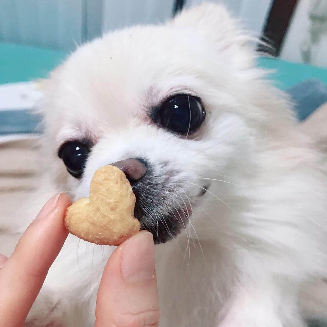 葉月祥子さんのインスタグラム写真 - (葉月祥子Instagram)「初夢は、沢山のチワポメの中から 愛犬ふぁーふぁを探す夢でした🐾🌅 ﻿﻿ ﻿﻿ どの子も微妙に違くて、「違う！ふぁーたんじゃない！」みたいな…グレムリンでの、ギズモを探す感覚です。ふぁーふぁのこと好きすぎてよく見ますこの夢🤤﻿✨﻿ ﻿﻿ ﻿﻿ ﻿ お正月は、家族と愛犬ともまったり出来て 本当に幸せでした😍ここぞとばかりぐだぐたしました！﻿(写真のふぁーたんの様に) ﻿ ﻿ ﻿﻿ ﻿﻿ 遅くなりましたが、明けましておめでとうございます🎉😊﻿﻿新年のコメント沢山ありがとうございました❣️嬉しかったです！ ﻿﻿ ﻿﻿ 今年もよろしくお願いします❣️✨﻿﻿ ﻿﻿ ﻿﻿ 2019年、みんなで一緒に 実りある1年にしましょ〜🌅✨🐗﻿🌱 ﻿(上げ直しました！コメント下さった方ごめんなさい🙇‍♂️) #寝正月 ﻿#愛犬 #ふぁーふぁ #チワポメ #チワポメ部 #ちわらにあん #ハートのキャラメルコーン #みつけたよー #新年早々いい事ありそうだねー#今年も宜しくお願いします💕 #葉月祥子 ﻿﻿」1月7日 1時47分 - shokohazz210