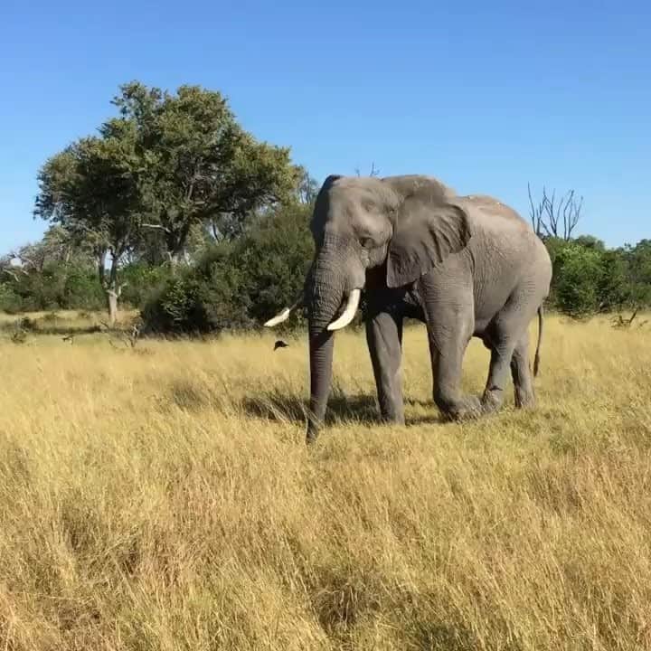 Claire Gerhardsteinのインスタグラム：「A few years ago I discovered a passion for traveling! My favorite place I have been to is Africa! Comment or dm me about your favorite traveling experiences. I’d love to hear ideas for where I should go next! 🤗」