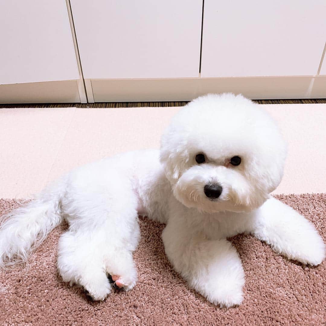 ハナマサのインスタグラム：「ボソボソだったからカットしたら白くてふわふわになったー！ ほんとに毛が絡むしすぐぼそになるから、トリミング頻繁に行かないと！ でも仕上がりかわいいから全然苦じゃない。 2週間後に！ #ビションフリーゼ #hanamasagram #ハナマサグラム」