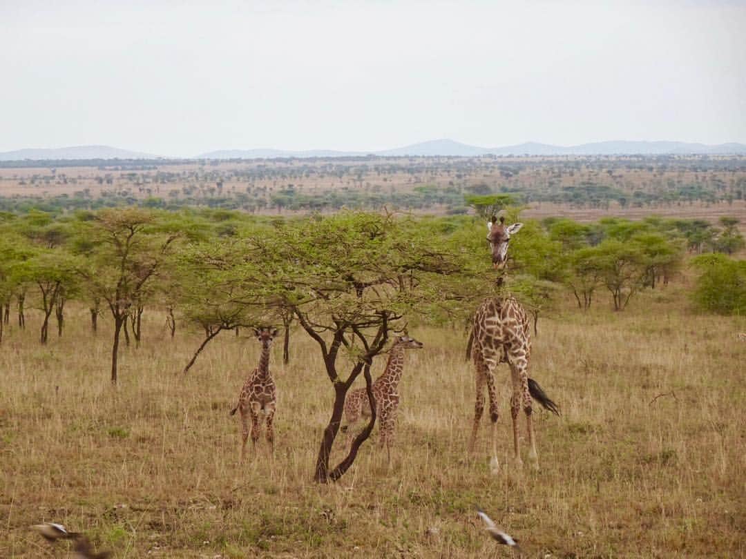 西山真以さんのインスタグラム写真 - (西山真以Instagram)「* サファリドライブ開始早々に出会えたキリンの親子。  ちょうど親子揃ってこちらを向いてくれた、お気に入りの一枚。  子どものキリンはとりわけ可愛いかったなぁ。 . 間近で見ると迫力の大きさでした！🦒✨ .  #tanzania  #serengeti  #nationalpark  #safari #drive #giraffe #trip」1月7日 11時12分 - mai0830