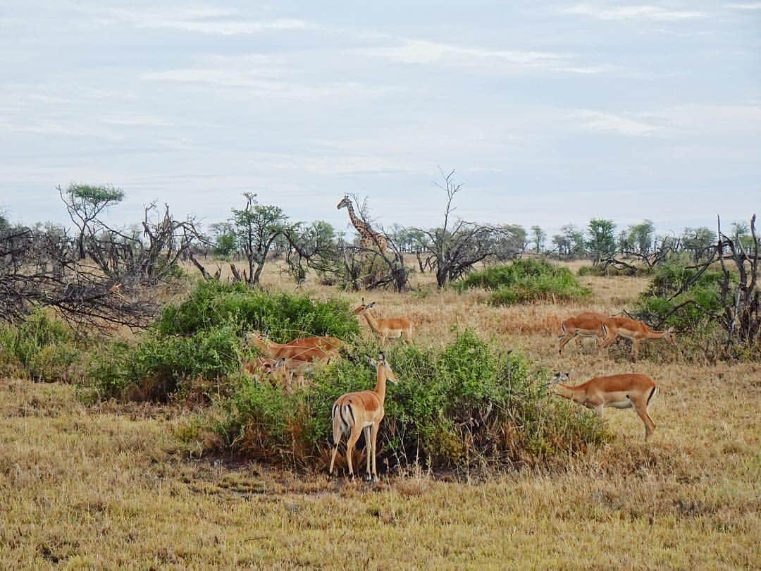 西山真以さんのインスタグラム写真 - (西山真以Instagram)「* サファリドライブ開始早々に出会えたキリンの親子。  ちょうど親子揃ってこちらを向いてくれた、お気に入りの一枚。  子どものキリンはとりわけ可愛いかったなぁ。 . 間近で見ると迫力の大きさでした！🦒✨ .  #tanzania  #serengeti  #nationalpark  #safari #drive #giraffe #trip」1月7日 11時12分 - mai0830